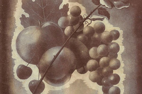 Unghváry László gyóni birtokalapító tevékenysége 1898-1919