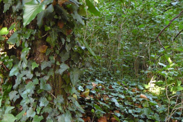 Tornóczi Lázár Zsigmond 184849-es hadnagy életútjának dabasi vonatkozásai