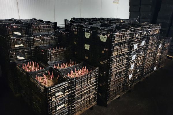 Az Eke Liliom Kertészet üvegházi vágott liliomai