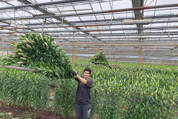 Az Eke Liliom Kertészet üvegházi vágott liliomai