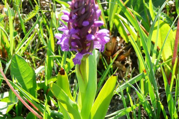 A Dabasi-turjános természetvédelmi terület