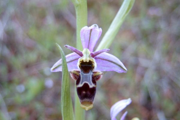 Címervirágunk, a szarvasbangó