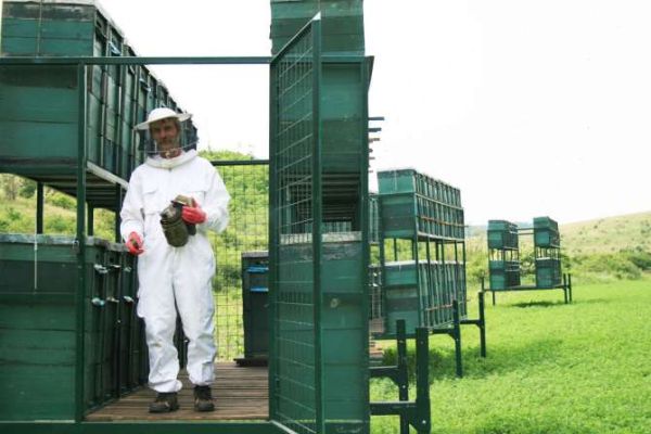 A Homoki Családi Méhészet Fajtamézei, méhészeti termékei