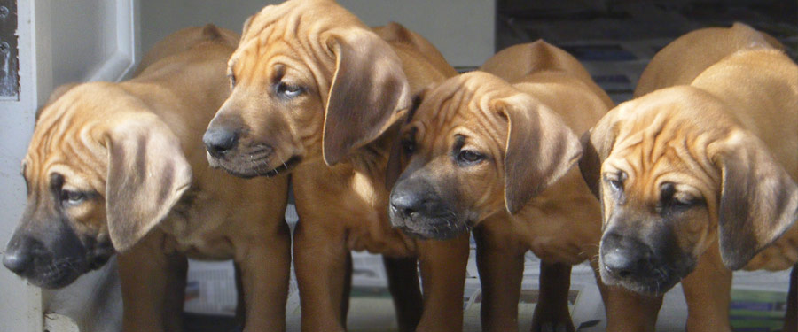 FELHÍVÁS EBÖSSZEÍRÁSRA